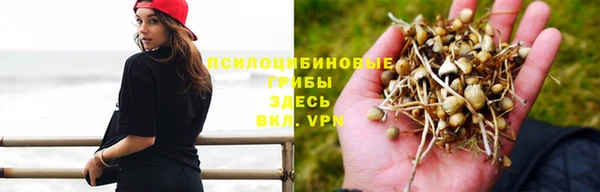 шишки Белоозёрский